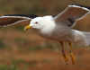 1cy fuscus in August, ringed in Finland. (81365 bytes)